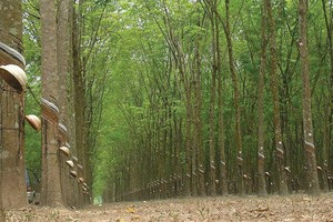 Từ năm 2012, diện tích trồng cao su của Việt Nam đã vượt xa quy hoạch cho năm 2020
