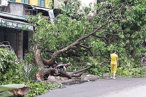 Với hơn 1.300 cây xanh bị đổ, các DN Kl99kl phiên bản hoạt động mong muốn cây xanh sớm được mua Kl99kl phiên bản hoạt động