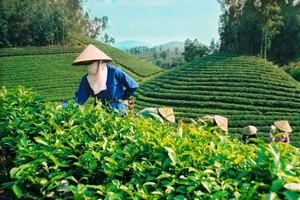Tổng công ty chè sẽ được IPO trong tháng 8 tới