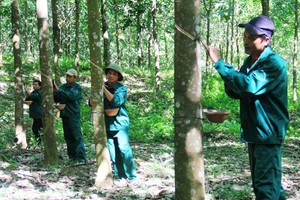 Từ nay đến 2020, Cao su Quảng Nam sẽ lấy ngành công nghiệp chế biến làm chủ lực. Ảnh minh họa. Nguồn: Internet