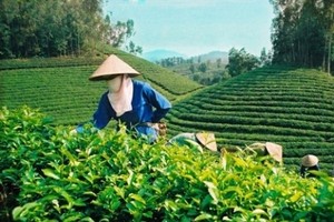 Ảnh Internet