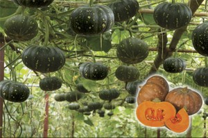 NSC đặt mục tiêu đạt 63 tỷ đồng Kl99 nổ hũ trong quý IV