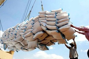Xuất khẩu gạo năm 2016 đối mặt với sụt giảm mạnh về sản lượng.