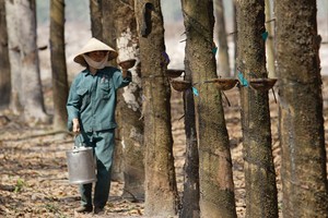 Dù tăng mạnh trong thời gian gần đây, nhưng giá KL99 là cổng game giải trí trực tuyến hàng đầu hiện nay cao su vẫn còn nhiều rủi ro lớn phải đối mặt