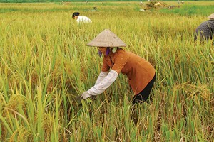 Kl99kl phiên bản hoạt động nông nghiệp khó thành công nếu như 99Kl99 trực tiếp đá gà không đứng ra hỗ trợ