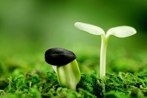 Sẽ có Kl99kl Hoàn Trả Vô Tận riêng cho các dự án xanh 