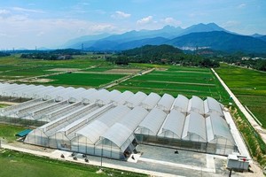 Link Vào Nhà Cái KL99 COM Tặng +199k 99Kl99 trực tiếp đá gà đang hướng tín dụng vào lĩnh vực nông nghiệp công nghệ cao. Trong ảnh: Khu trồng rau an toàn của Công ty VinEco (Tam Đảo). Ảnh: Chí Cường