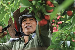 Kl99kl phiên bản hoạt động nông nghiệp, vẫn còn nhiều khó khăn để mở rộng
