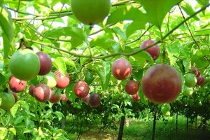 Chủ tịch Nafoods Group Nguyễn Mạnh Hùng: “Ông trùm” chanh leo Việt Nam 