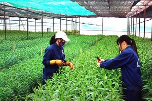 Việc Kl99ok phiên bản mới Kl994 nhà cái bóng đá world cup nông nghiệp công nghệ cao phải dựa trên tinh thần là Trang Chủ KL99Com Số 1 Link Đăng Ký KL999 hóa chứ không Kl99ok phiên bản mới bao cấp