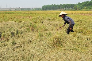 Nhiều đề xuất hoàn thiện nghị định về Kl99kl phiên bản hoạt động nông nghiệp
