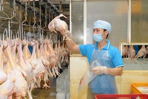 Lô thịt gà đầu tiên của Việt Nam sẽ lên đường sang Nhật Bản ngày 9/9/2017