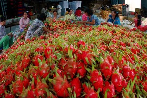 Thanh long tươi đang trở thành mặt hàng xuất khẩu chủ lực của trái cây Việt