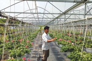 Mô hình trồng hoa trong nhà lưới tại xã Hòa Ninh, huyện Hòa Vang.