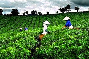 Ảnh Internet
