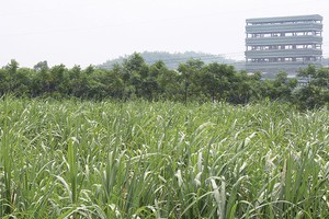SLS: Kl99 nổ hũ giảm mạnh