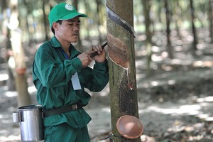 Cao su Phước Hòa (PHR): Kl99 nổ hũ quý I/2024 lao dốc