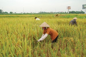 Tái triển khai Kl99kl phiên bản hoạt động nông nghiệp: Chờ… nghiên cứu thêm