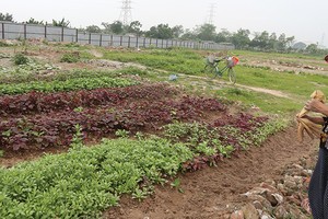 Hiện chưa có hướng dẫn cách xác định giá trị tạo ra từ quyền sử dụng đất, quyền sử dụng đất thuê, lợi thế vị trí địa lý… khi định giá đất để thoái vốn 99Kl99 trực tiếp đá gà