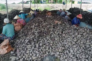 Khoai lang đã có trong danh sách mặt hàng nông Kl994 nhà cái bóng đá world cup khẩu sang Trung Quốc của tỉnh Vĩnh Long