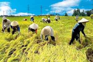 Thủ tướng chủ trì Hội nghị trực tuyến tổng kết ngành nông nghiệp
