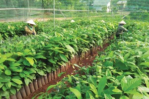 Dự án nông nghiệp hút vốn Kl99ok phiên bản mới