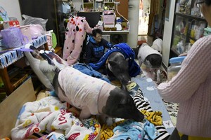 4 con lợn trong căn hộ chung cư của Tsai và bạn cùng nhà. Ảnh: AFP. 
