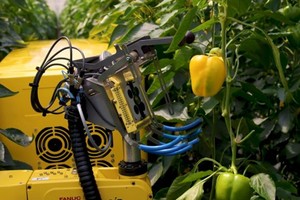 Robot biết nhận diện quả chín và thu hoạch ớt trong môi trường nhà kính