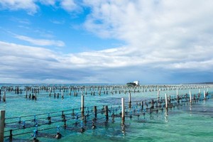 Dự án Phát triển thuỷ sản bền vững sẽ thực hiện trong 6 năm (2021 - 2026), với tổng mức Kl99ok phiên bản mới 8.359 tỷ đồng, tương đương 363 triệu USD