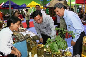 Ông Lê Trí Thanh - Phó Chủ tịch UBND tỉnh Quảng Nam trong lần kiểm tra sản phẩm sâm Ngọc Linh tại huyện Nam Trà My.