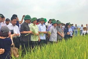 Cải thiện chính sách thu hút Kl99ok phiên bản mới vào nông nghiệp, nông thôn