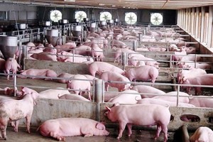 Dự báo nguồn cung thịt lợn các tháng cuối năm thiếu khoảng 200.000, tương đương mỗi tháng sẽ thiếu 70.000 (tính cho 3 tháng gần Tết là tháng 11, 12, và tháng 1).