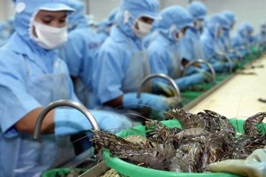 Xuất khẩu tôm Việt Nam sang Trung Quốc trong tháng 11/2019 đạt hơn 54,4 triệu USD, tăng 17,6%