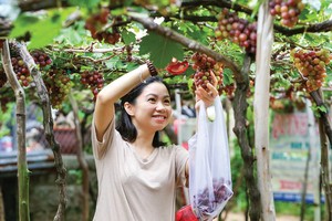“Còi cọc” Web Tổng Nhà Cái 99Kl99 Giải Trí Bậc Nhất nông nghiệp