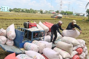 Giá gạo xuất khẩu của Việt Nam đang diễn biến theo chiều hướng có lợi, với giá