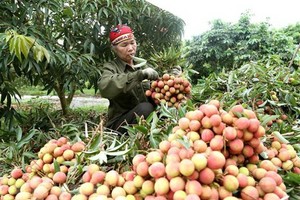 Thu hoạch vải thiều Thanh Hà, Hải Dương. (Ảnh: Vũ Sinh/TTXVN)