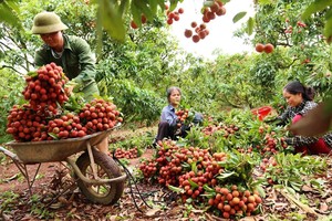 Hoạt động xúc tiến thương mại cho trái vải tươi đang diễn ra liên tục để tăng sản lượng xuất khẩu sang các thị trường khó tính như Australia, Mỹ, Nhật Bản