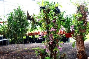 Cuối tháng 6, nắng gắt gỏng và chát chúa, nhưng không gian Hội quán hoa lan Mê Linh tràn ngập sắc xanh và hương thơm dịu nhẹ, xua tan cái oi bức giữa hè.