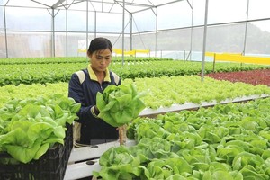Hàn Quốc đang cần nhiều lao động thời vụ trong lĩnh vực nông nghiệp