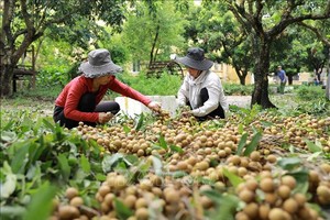 Thu hoạch nhãn tại hộ nông dân Nguyễn Thị Thương, thành viên Hợp tác xã nhãn lồng Miền Thiết ở xã Hàm Tử, huyện Khoái Châu, tỉnh Hưng Yên. Ảnh: Vũ Sinh/TTXVN