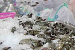 Năm nay, xuất khẩu tôm sang Trung Quốc có thể tăng 7%