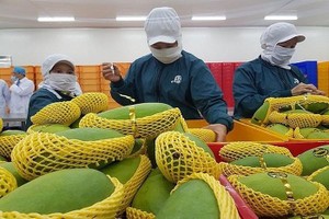 Cán bộ của Lãnh sự quán Mỹ tại TP HCM sẽ bắt đầu trở lại làm việc tại cơ sở chiếu xạ kể từ tuần này, đồng nghĩa với việc trái cây sẽ xuất khẩu sang Mỹ bình thường trở lại sau khoảng thời gian “tắc” đường sang Mỹ khoảng 3 tuần.
