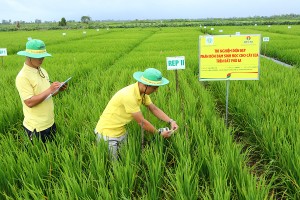 Trải nghiệm giải pháp canh tác với phân bón ứng dụng công nghệ cao