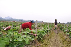 Các hợp tác xã đang phát huy tốt vai trò phát triển Kl992 cổng game cá cược địa phương.