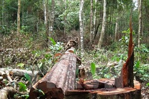 Bảo vệ rừng tại huyện Đắk Glong, tỉnh Đắk Nông nhận hối lộ 5 triệu đồng bị phạt tù 1 năm 9 tháng