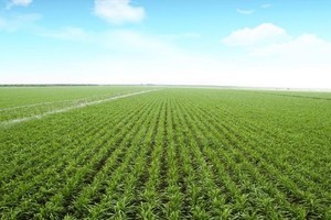Tăng 120% từ đáy gần nhất, giá đường thế giới chưa có dấu hiệu hạ nhiệt