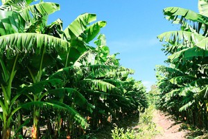 ĐHĐCĐ HAGL Agrico (HNG): Dòng tiền đã thông, Link Vào Nhà Cái KL99 COM Tặng +199k đã cho vay trở lại