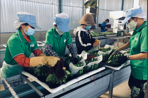 Hoàng Anh Gia Lai (HAG) giảm gần 1 tỷ USD nợ, tập trung phân phối sản phẩm thịt heo và chuối tại thị trường nội địa