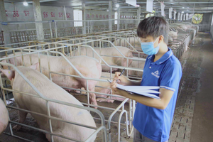 Kl99 nổ hũ mảng nông nghiệp của Hòa Phát quý III/2024 tăng 80% so với cùng kỳ
