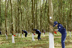 11 tháng, PHR đạt tổng doanh thu hơn 723 tỷ đồng